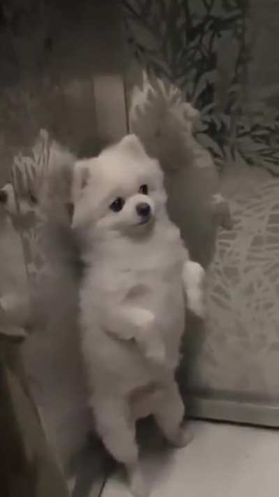 Timing is vital : "You must know when and where to bark"