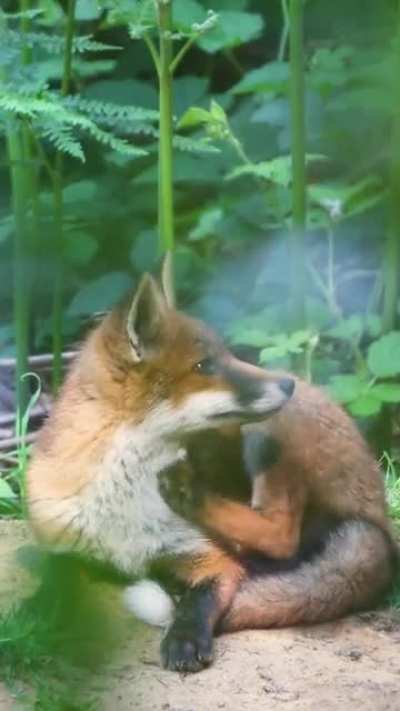 ? A red fox I spent some time watching last summer