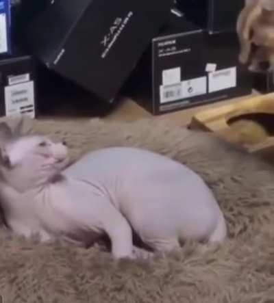 "Oh, you're alive....and a cat, my bad."