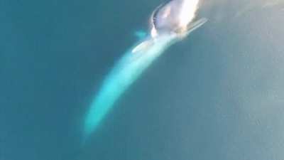 ? Blue Whale devouring an entire school of krill ?