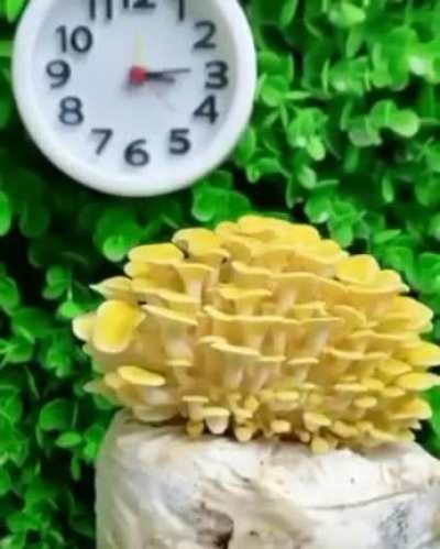 ? Time-lapse of Mushrooms Growing