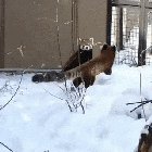 Red pandas.
