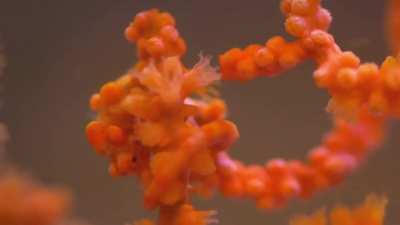 ? Orange Pygmy Seahorse camouflaged to match the coral