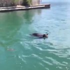 A momma bear swimming out to get her cub who got themselves stuck on a dock