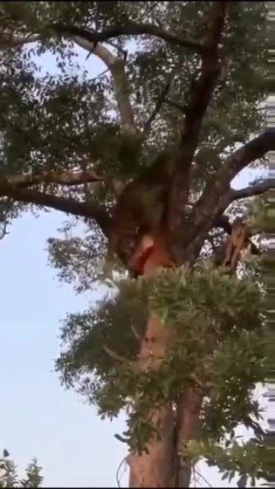 ? Leopard takes its killed (Impala) to the top of a tree