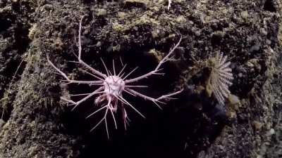 ?Scientists have identified a new species of spiny crab (Neolithodes) in the deep waters of the eastern Caribbean Sea's Anegada Passage