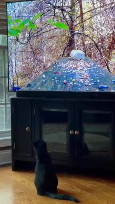 Amazon's "Movies For Cats" is pretty immersive...