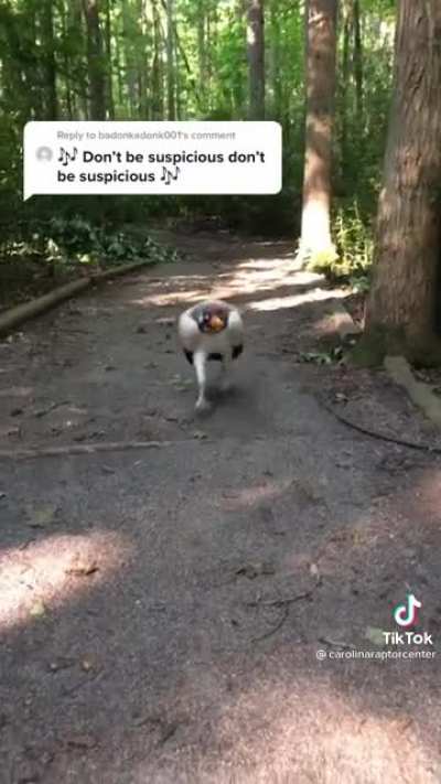 Don’t be suspicious bird