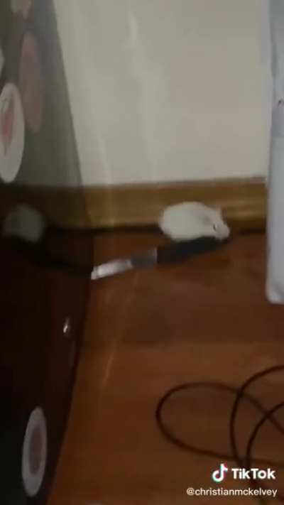 Dangerous hamster