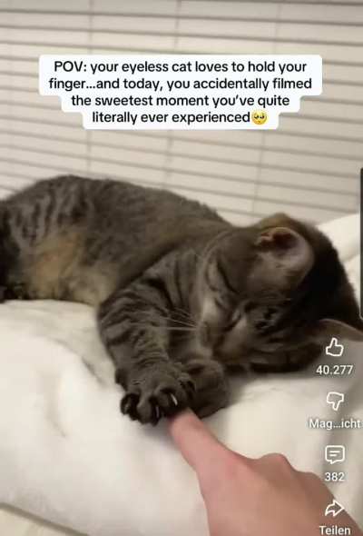 STOP MILKING LIKES AND PET THE CAAAAT