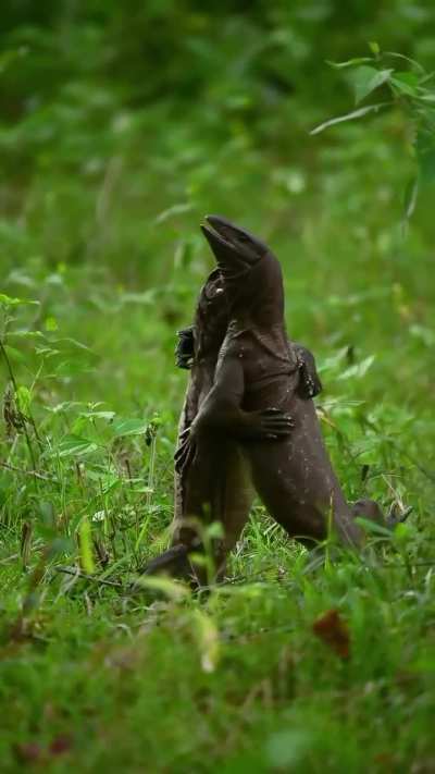 ?An intense encounter between two Monitor Lizards