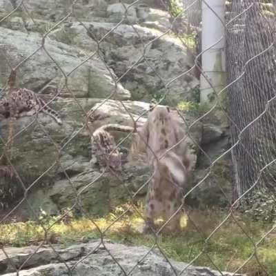 Snow leopard cub startles mom and himself.