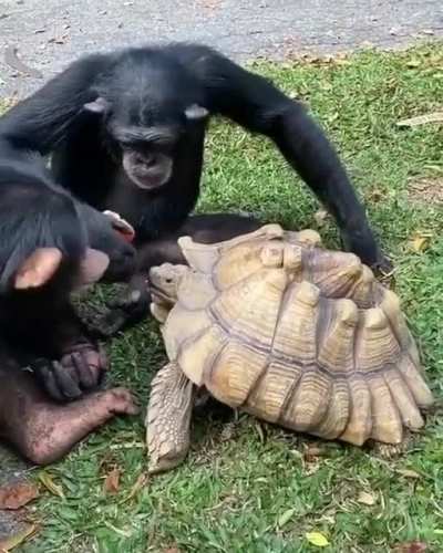 To share an apple