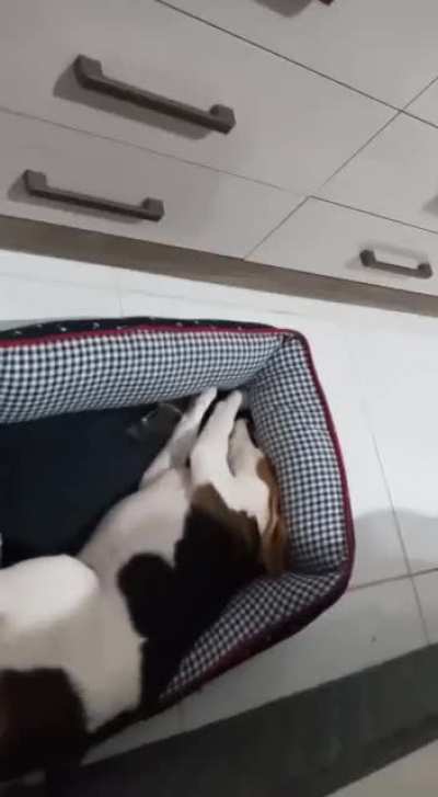 Never use fabric softener when washing a beagle bed. He gets mad.