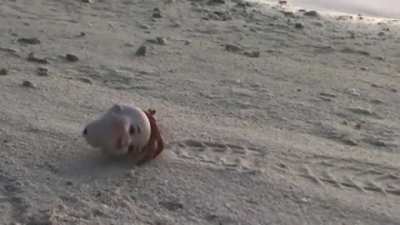 ? Hermit crab using a discarded doll's head as a shell.