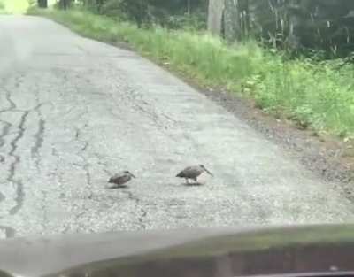 A driver waits while watching a woodcock finish crossing the road. ?