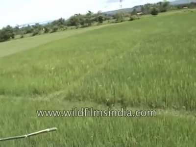 Wow what a nice open field