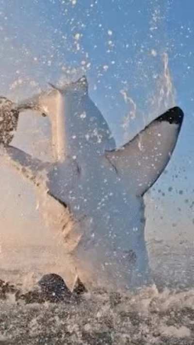? Power of the Great White!
