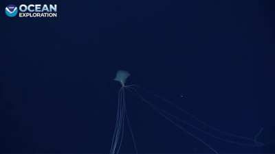 ? A deep-sea cephalopod, known as a bigfin squid captured in the Gulf of Mexico