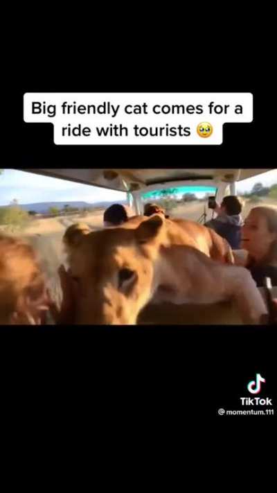 This lion who jumped into a crowded safari bus.