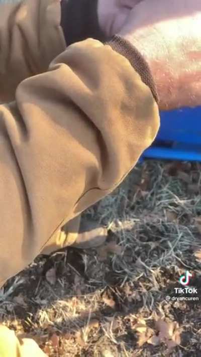 Cow boogers