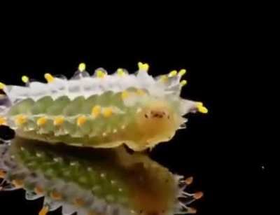 ?Crystal caterpillar ACRAGA COA. She is completely harmless, not poisonous and knows how to disguise herself in the greenery of mangrove trees