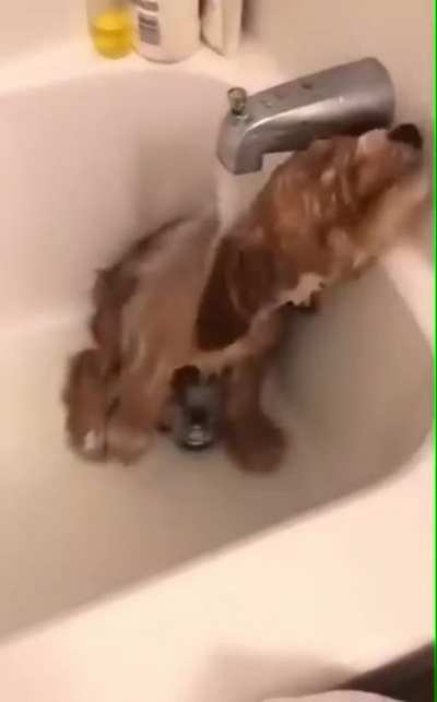 This little champ taking a shower all by himself ?