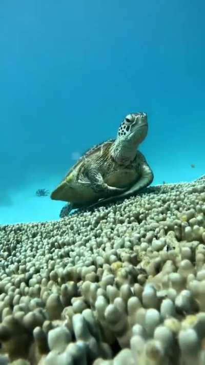 ?Turtle yawning under the sea