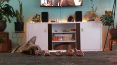 Just learned about this subreddit ? My Huxley boy likes tapping his snacks off the table before eating them. I love seeing his head pop up lol