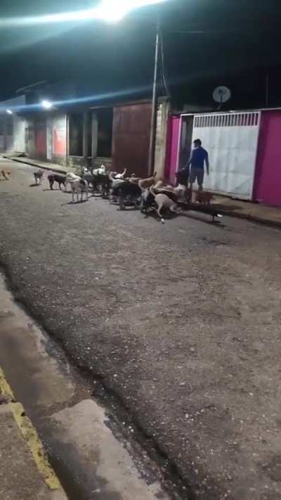 An elderly woman fed the stray dogs every day, but she passed away and the animals stayed at her door waiting for food.. The comfort is that her children took over this role afterwards.. ?