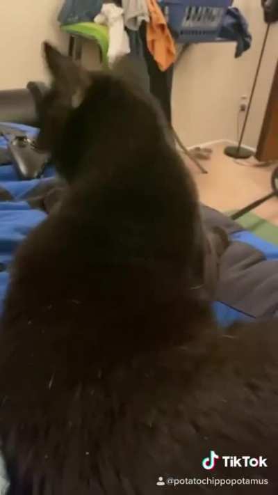 Would you like to be pet? Cat: yah ?