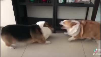 Cuties fight ??