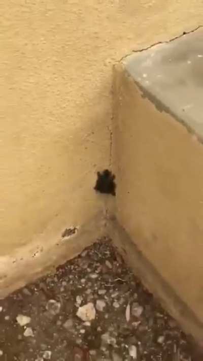 ?Ninja Turtle irl
