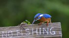 ? Kingfisher