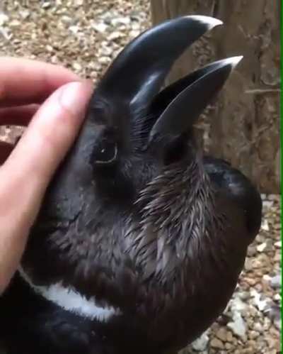 Cute