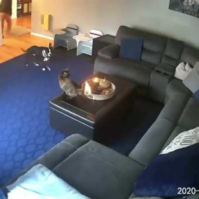 This cat took the whole "nine lives" thing to heart apparently.