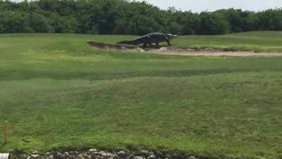 ? encounter with a prehistoric monster