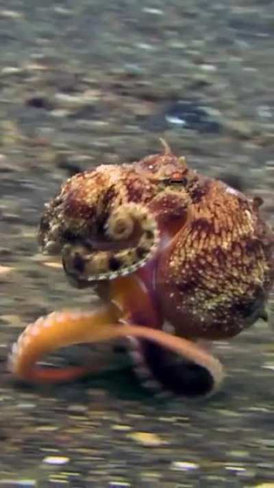 Some biologists refer to octopuses having six "arms" and two "legs" because the two rear appendages are generally used to walk on the seafloor.