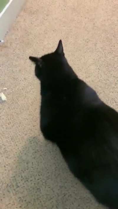 This is Tuber. He was recently adopted and very vocal about his new diet to help him lose weight.