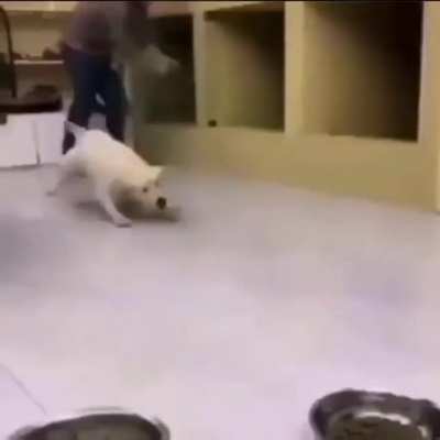 what the dog doin