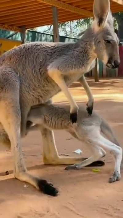 ? Baby kangaroo entering mother's pouch