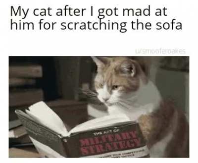 It all started from scratches
