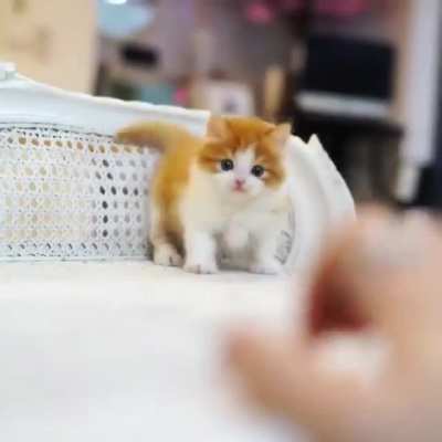 Adorable kitten ?