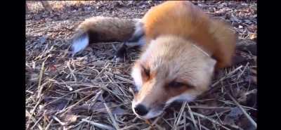 Foxes are amazing animals.