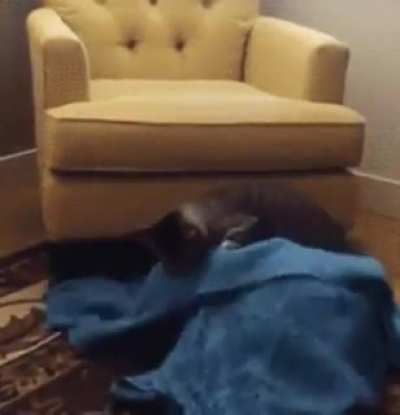 The purrfect ambush to bamboozle a doggo