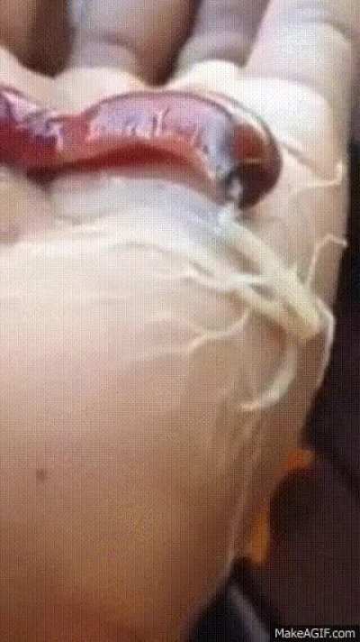 ? A Nemertean worm expels its proboscis when it got excited