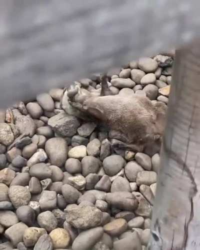 ?Baby Otter Playing With Rocks At Woodside Wildlife Park