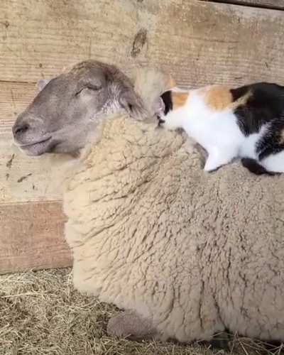 You're my mattress. Let me sleep.
