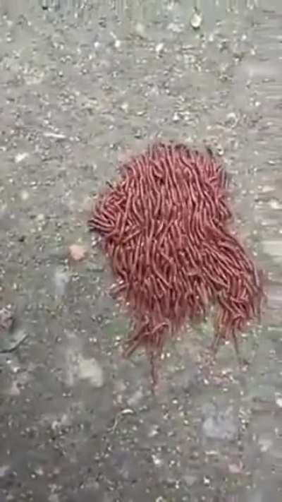 ? Worm caravan