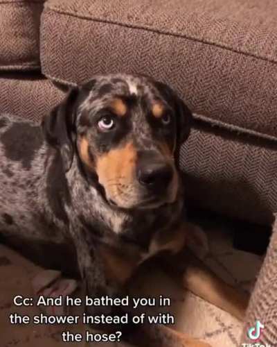 Normal day conversation between doge and his hooman